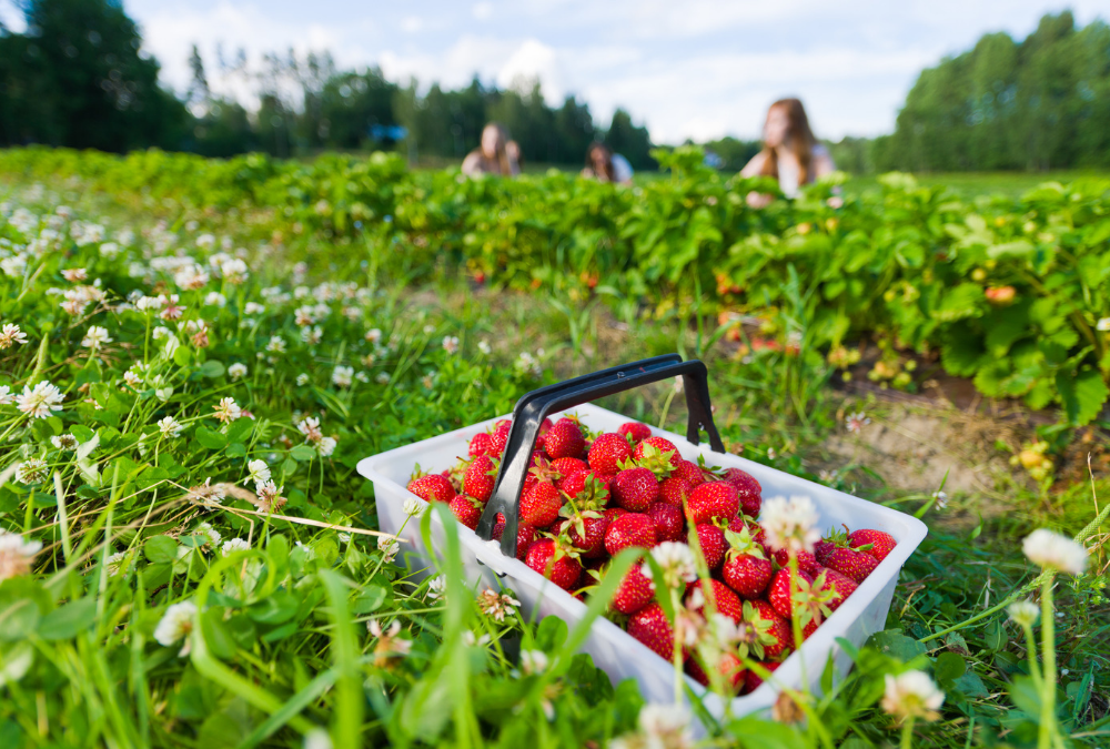 Where To Pick Strawberries In Huntsville 