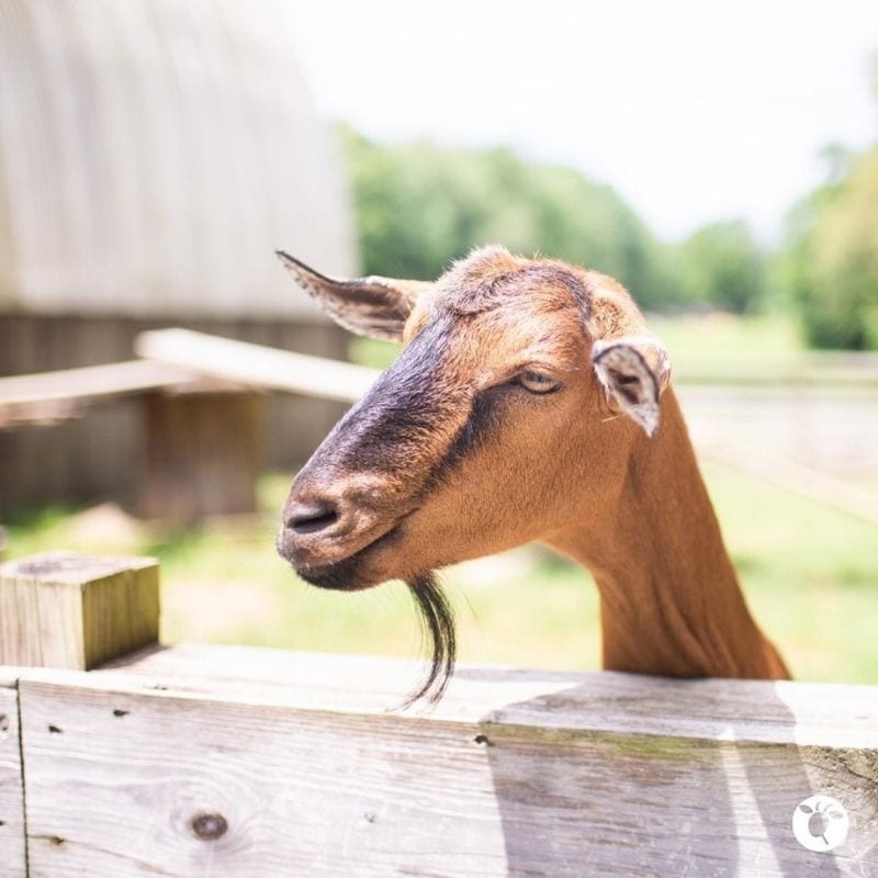 Belle Chevre Creamery Tour