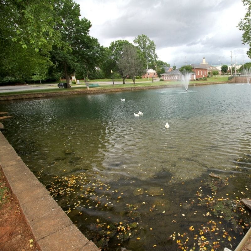 Feed the Ducks at Big Spring Park in Athens