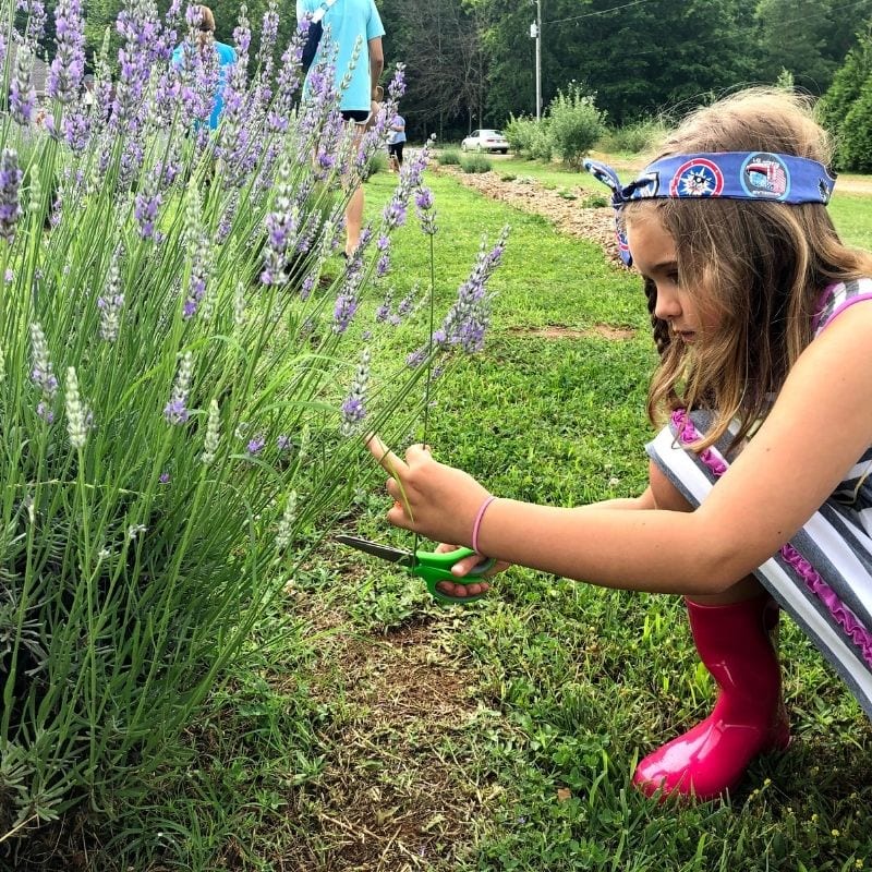 Chill Out this Summer at Lavender Wynde Farm