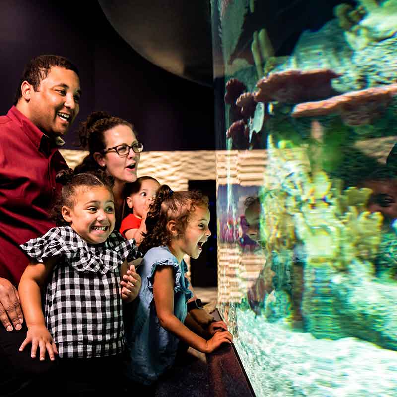 Education Spotlight: Cook Museum of Natural Science