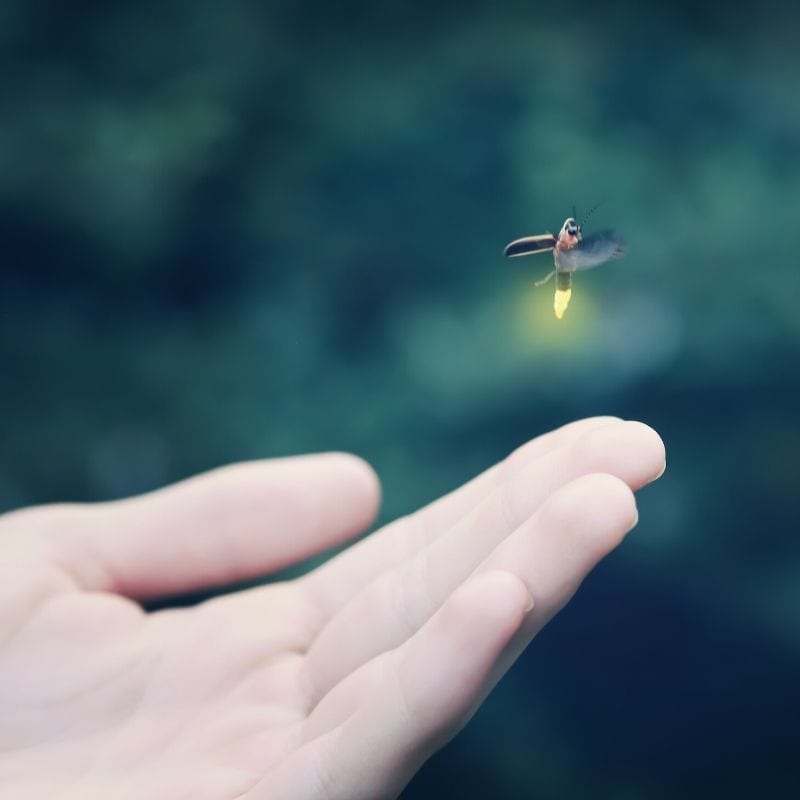 Firefly Hikes are glowing good fun at Huntsville Botanical Garden