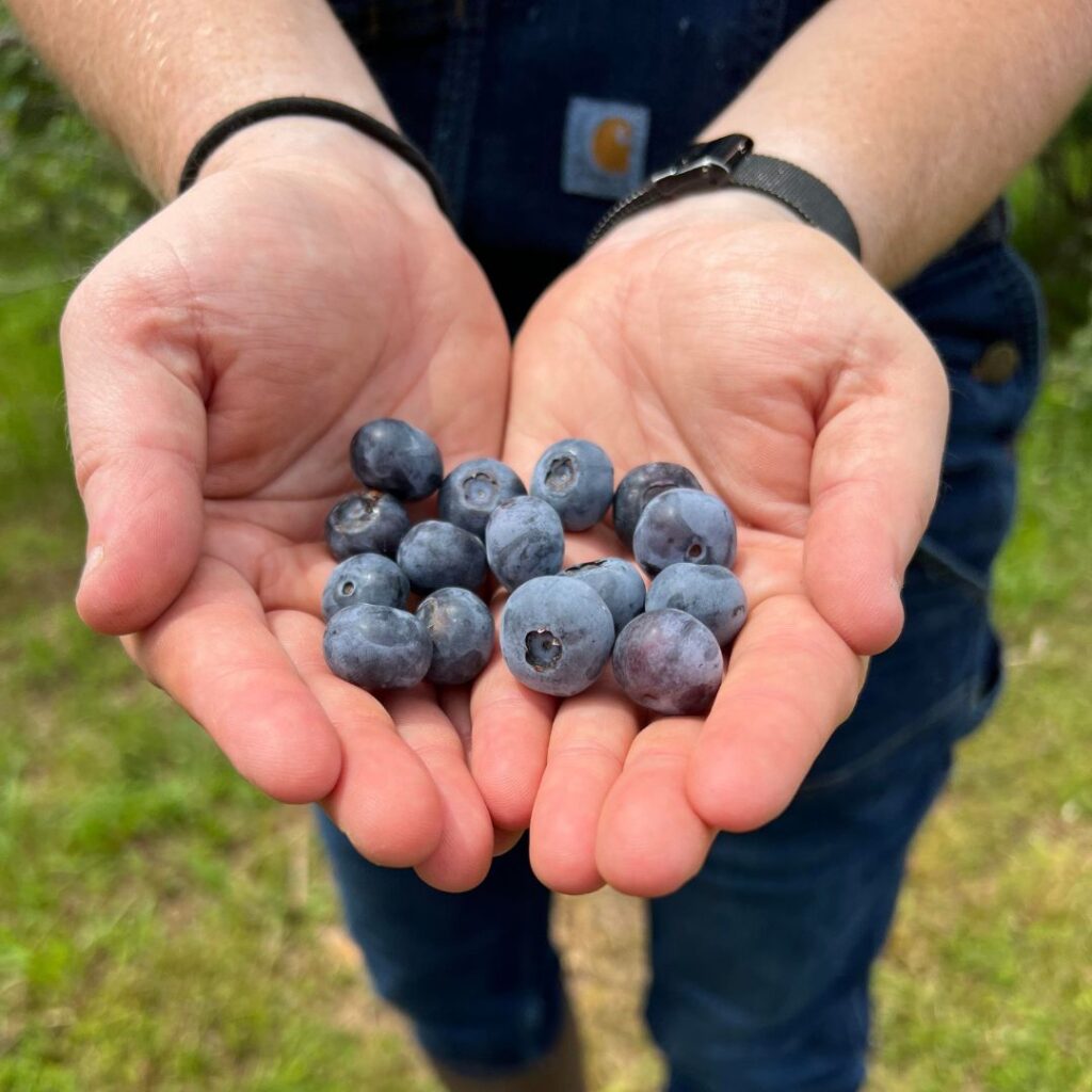 Make Some New BFFs and Pick Blueberries at The Boyd Family Farm