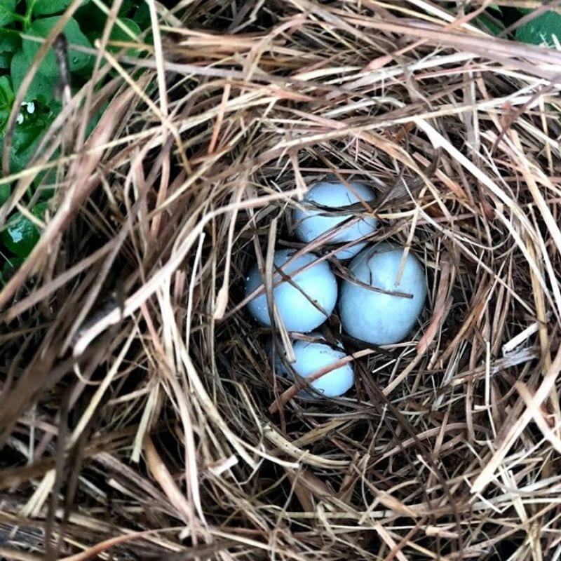 Operation Green Team Wants You to Do Beautiful Things This Earth Month!