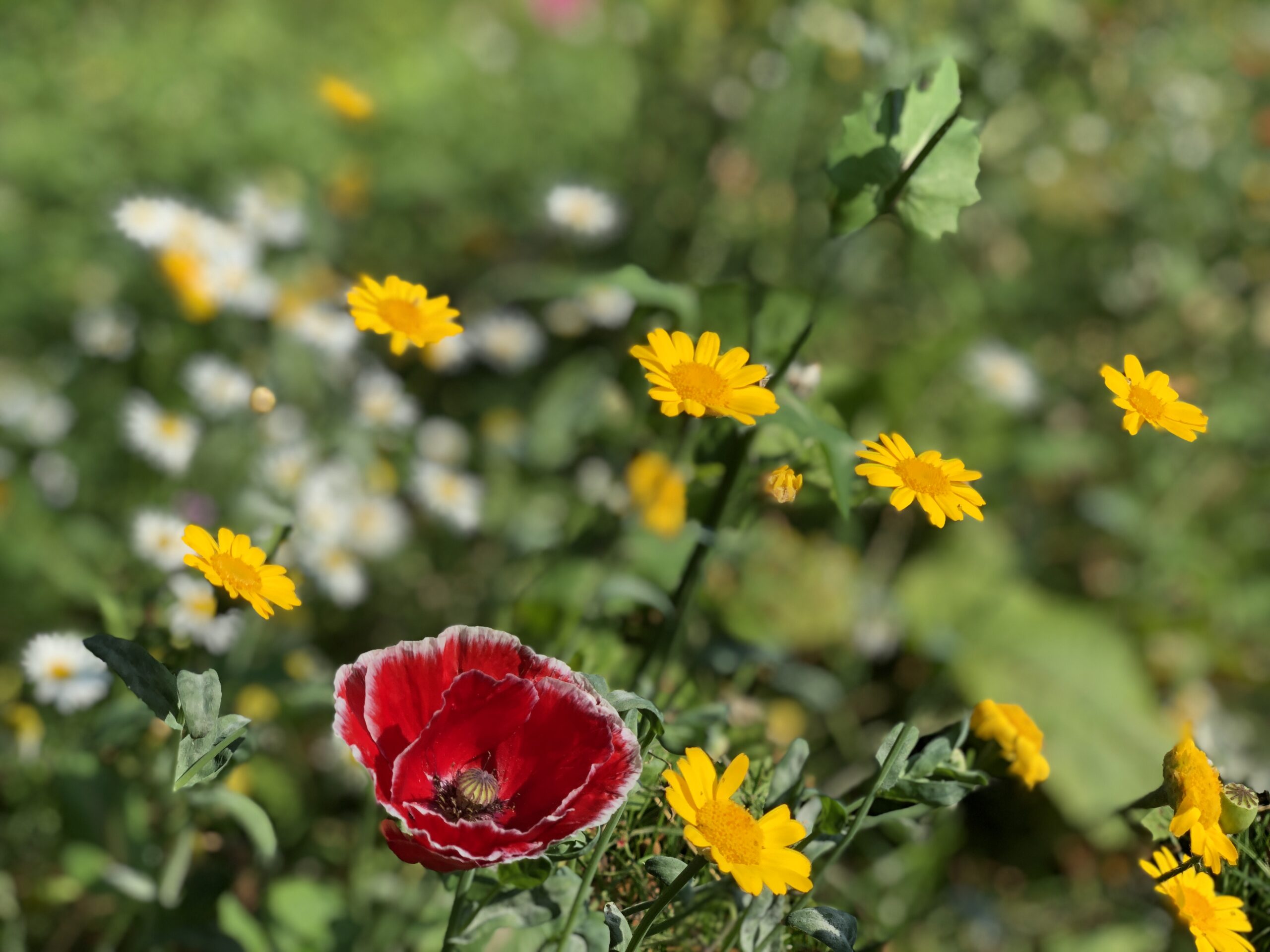 Chaos Gardening with Littles: A Fun and Low-Stress Way to Grow