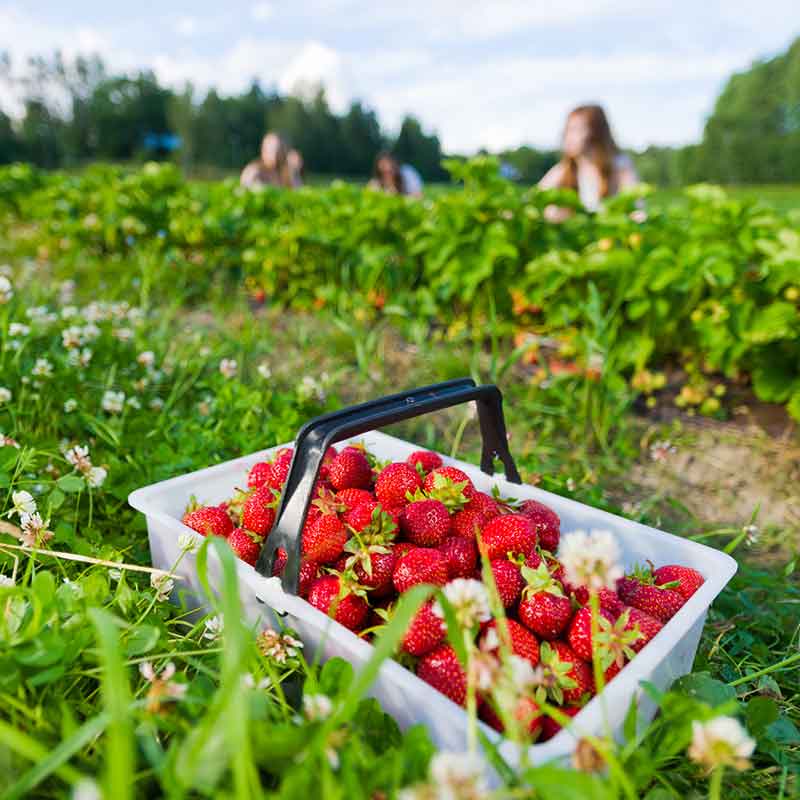 Where to go strawberry picking in North Alabama - plus recipes!