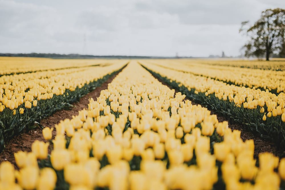 Tiptoe Through the Tulips at Hubert Family Farm