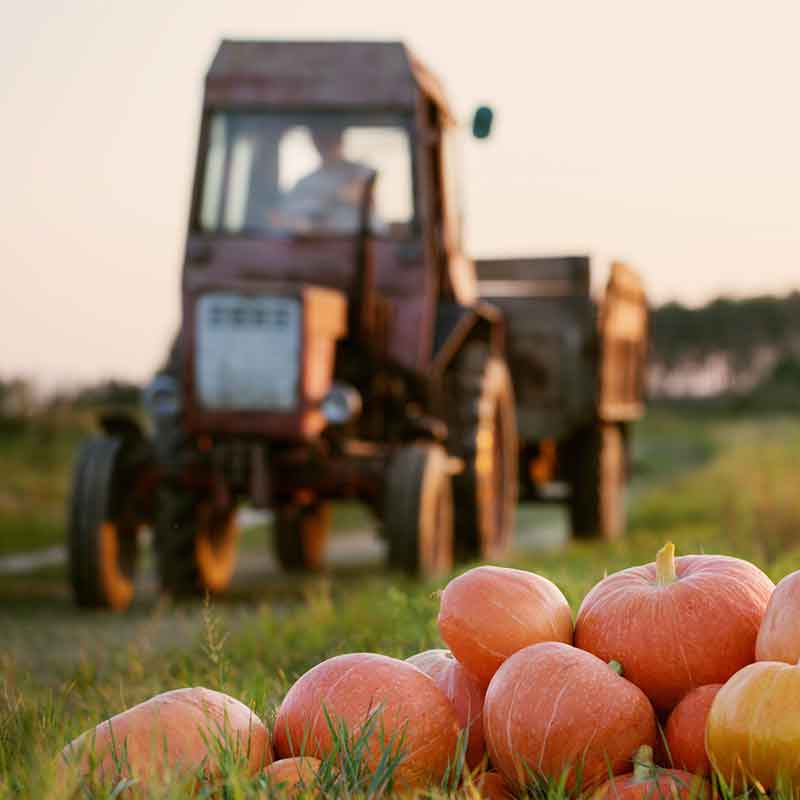 North Alabama Pumpkin Patches, Corn Mazes, and Hayrides