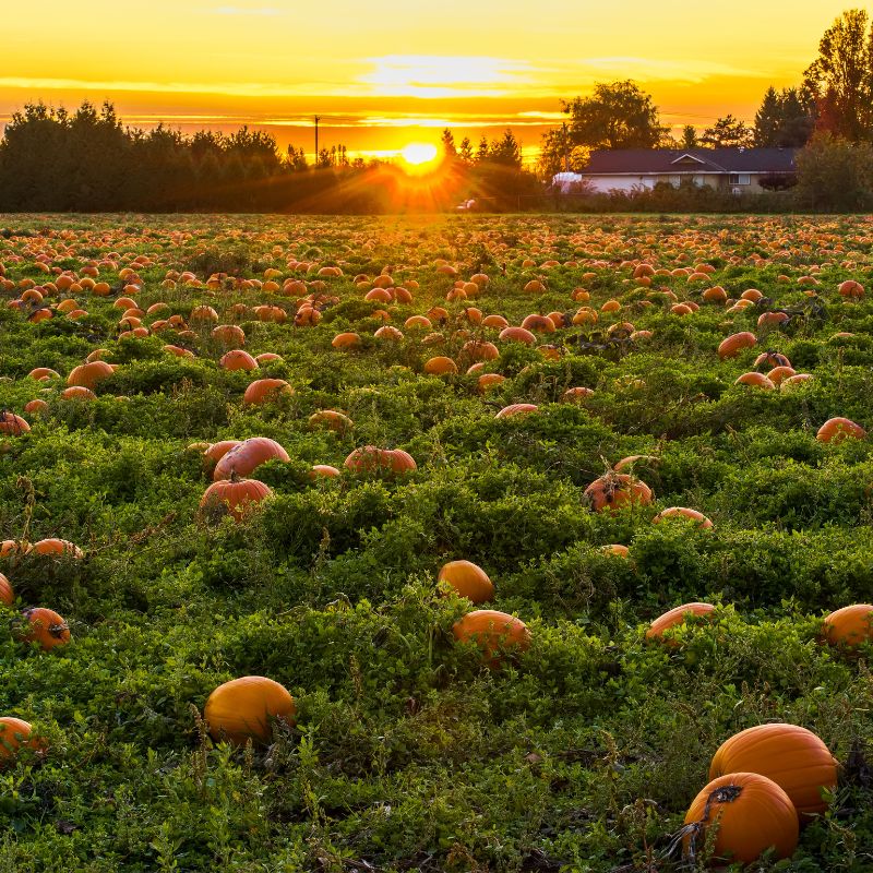 North Alabama Fall Fun Finder