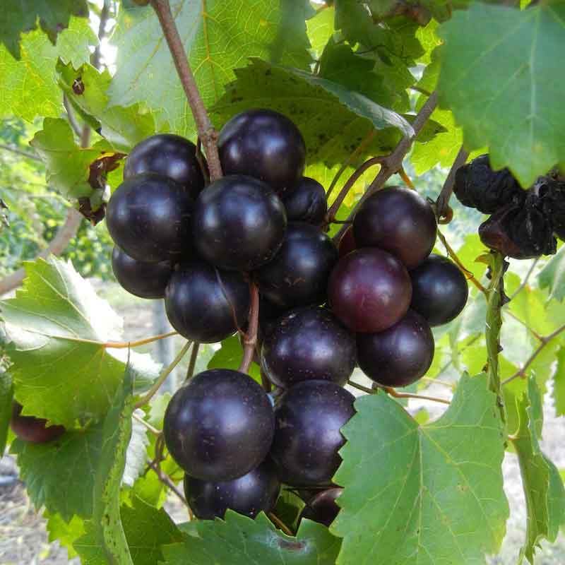 Pick Your Own Muscadines at GNH Farms