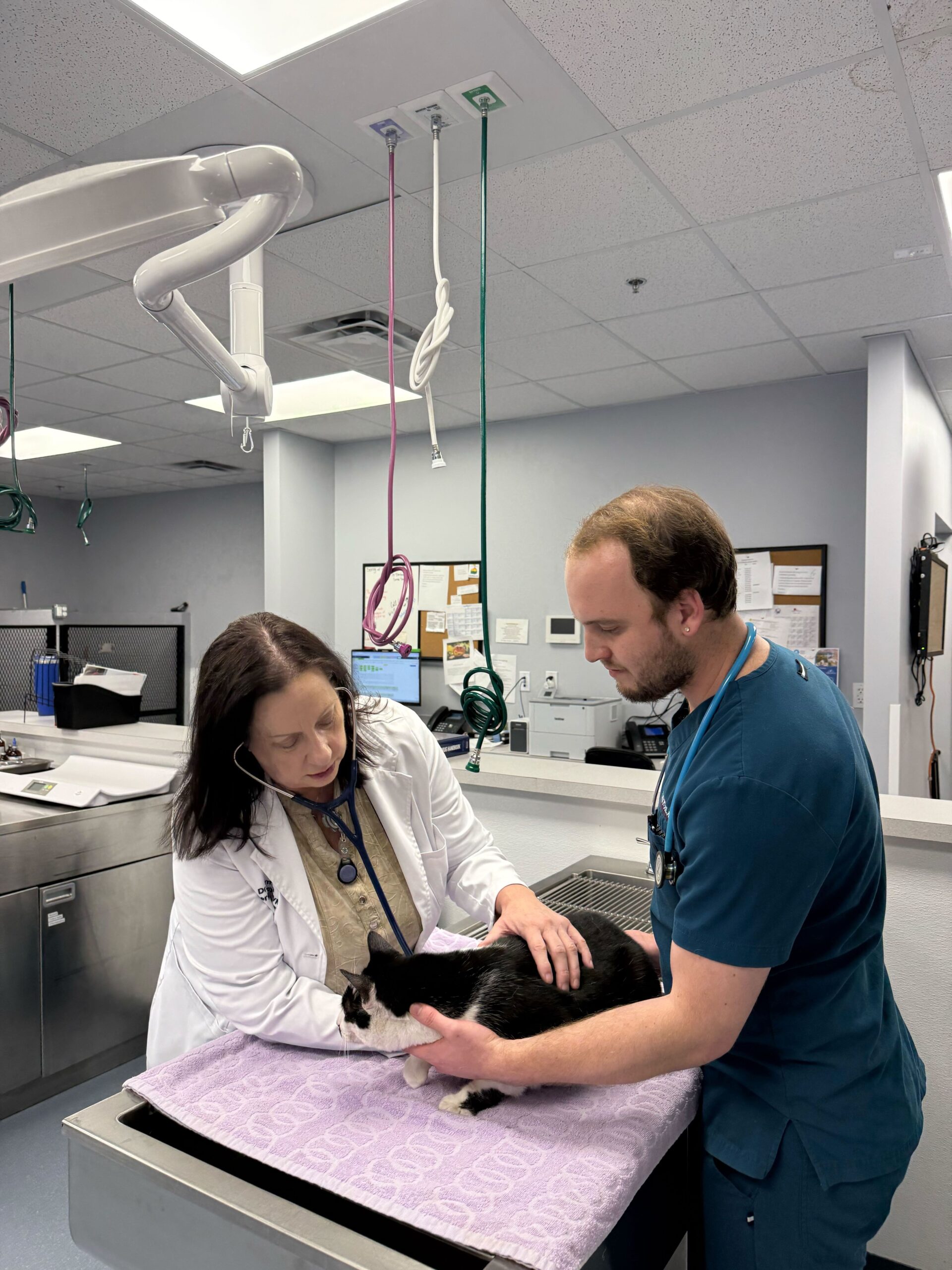 Why NAVES Is the Best Emergency Vet in Madison for Families & Pets