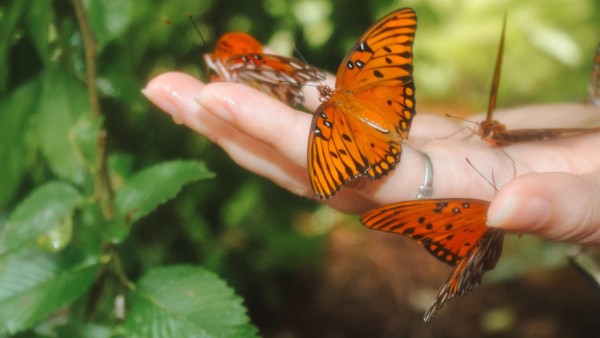 Butterfly Release