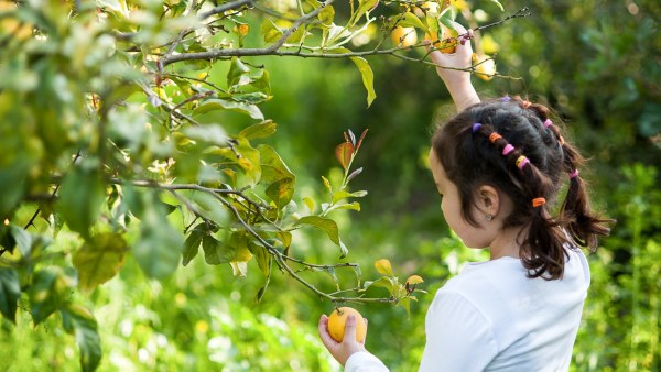 Fruit Detectives: Garden Fruits of the Summer | August Seeds to Sprouts