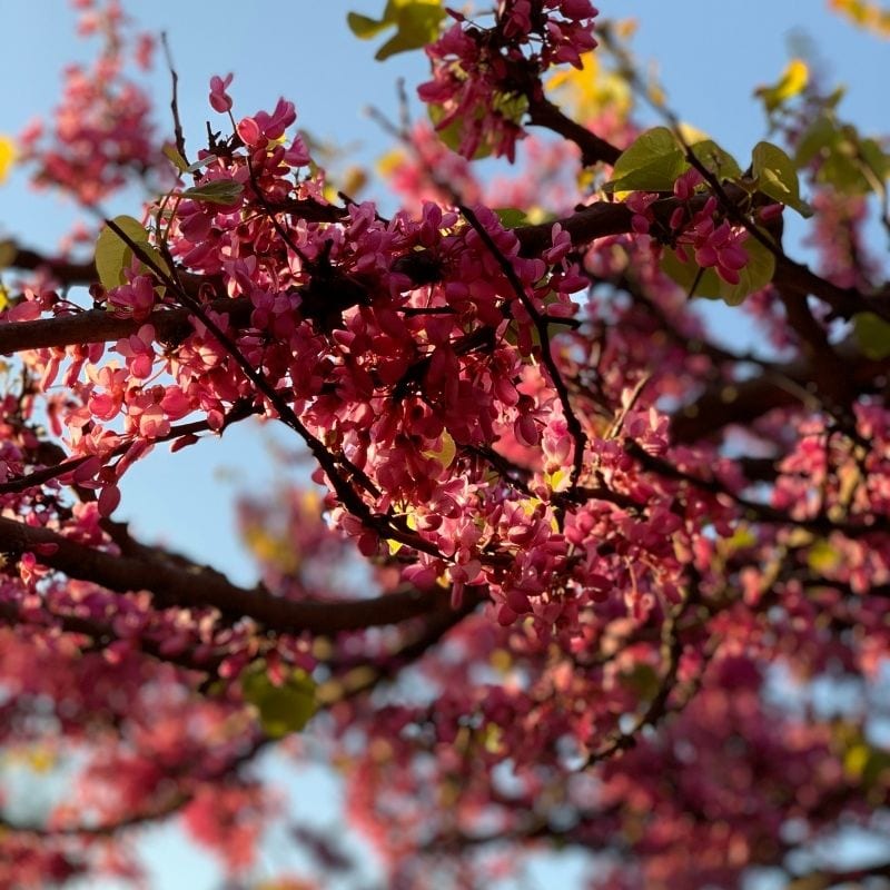 Spring Break in Huntsville for $8 or Less