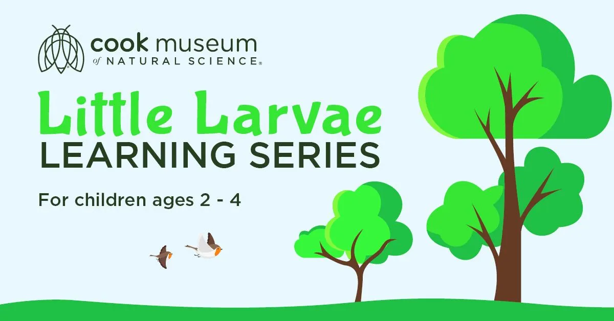 Little Larvae Learning Series (Decatur)