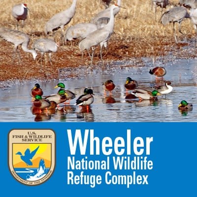 Cranes over Alabama (Decatur)