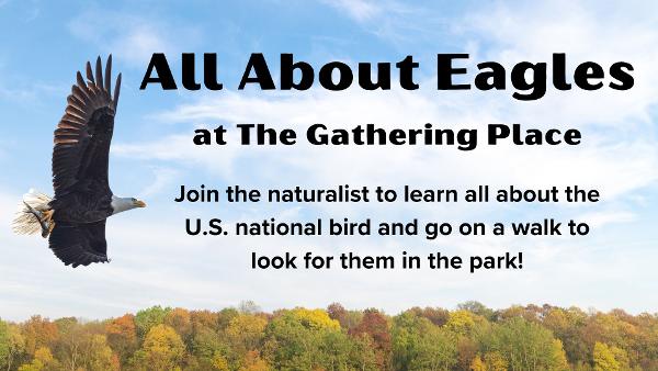 All About Eagles (Guntersville)