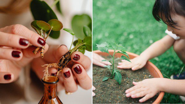 Gardening with Kids : Propagation