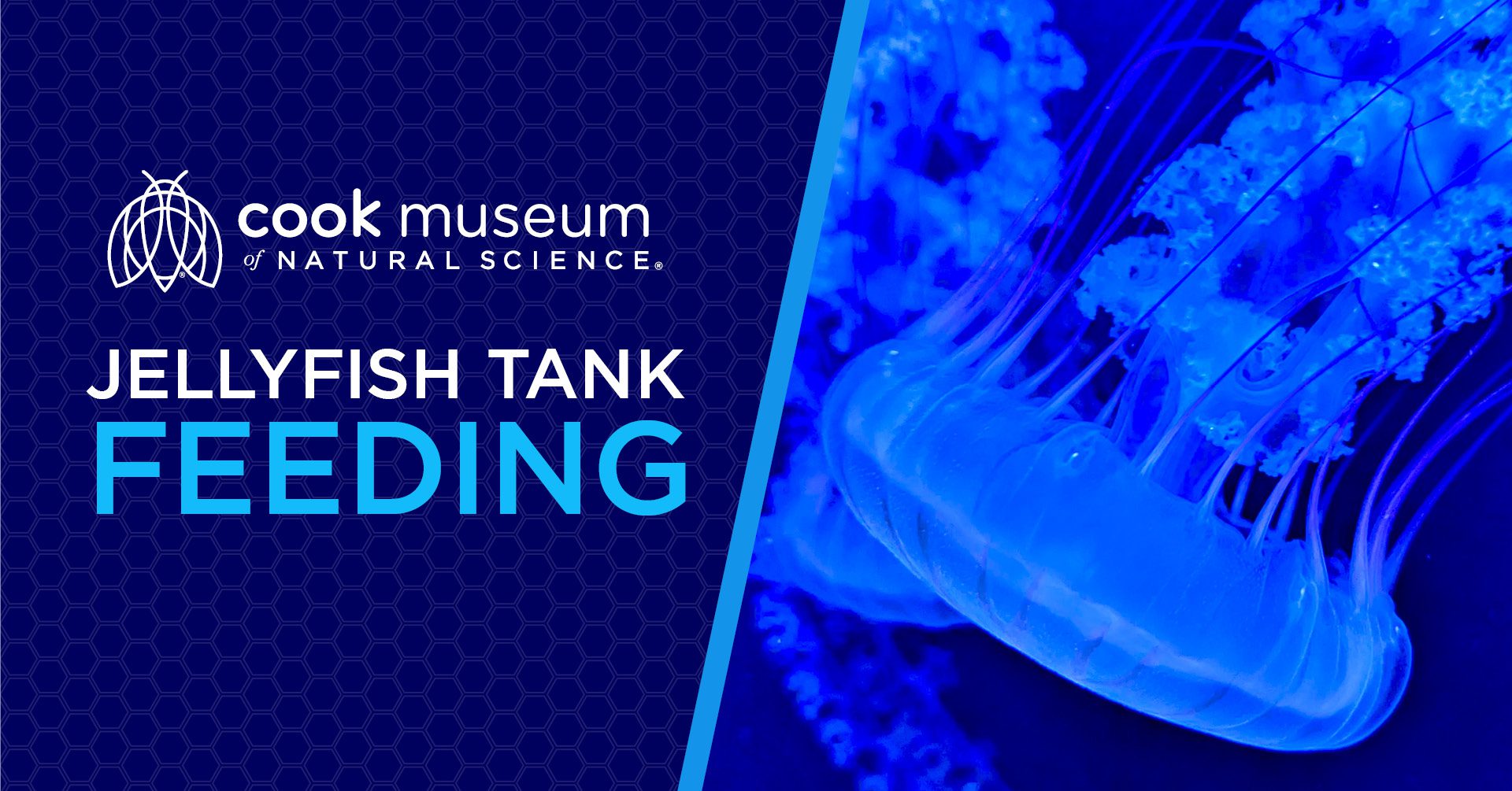 Jellyfish Tank Feeding at Cook Museum