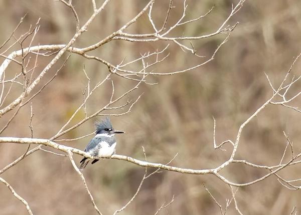 Spring Birds of Joe Wheeler State Park Hike