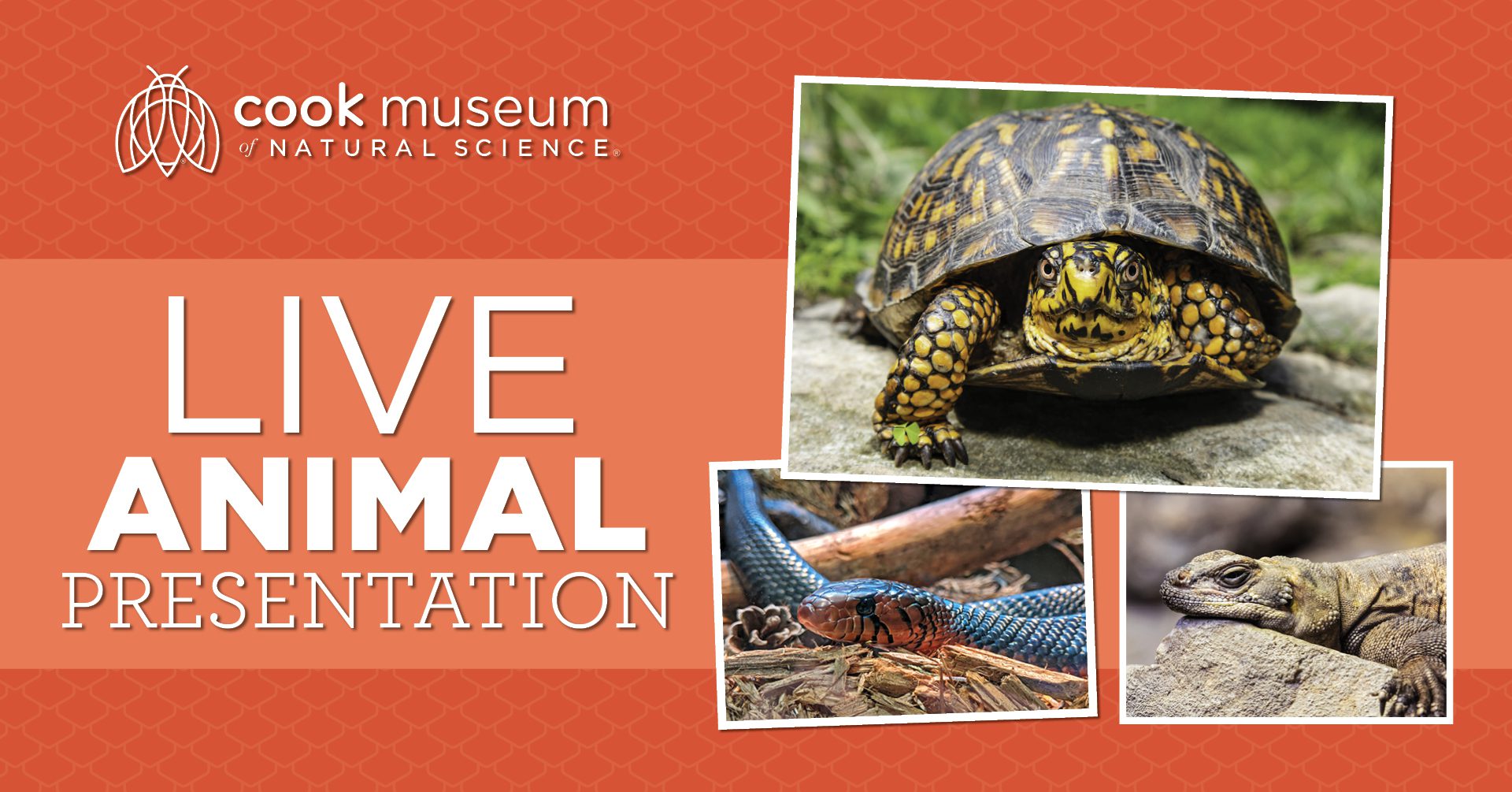 Live Animal Presentation at Cook Museum