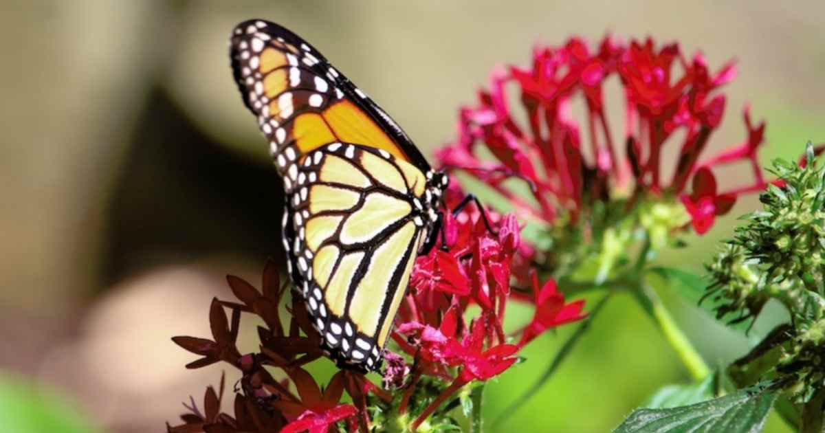 Butterfly Release at the Huntsville Botanical Garden