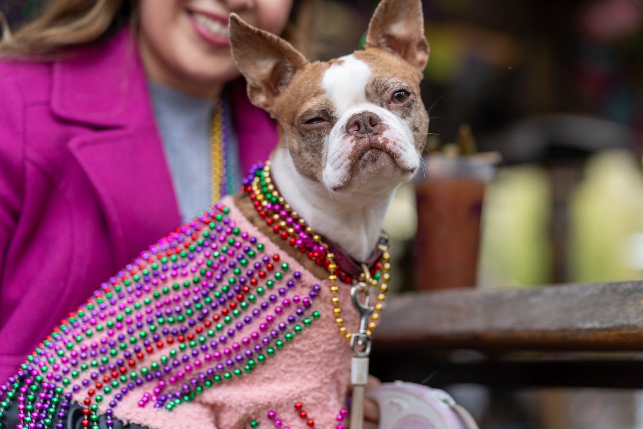 MidCity Mardi Gras Paw Parade