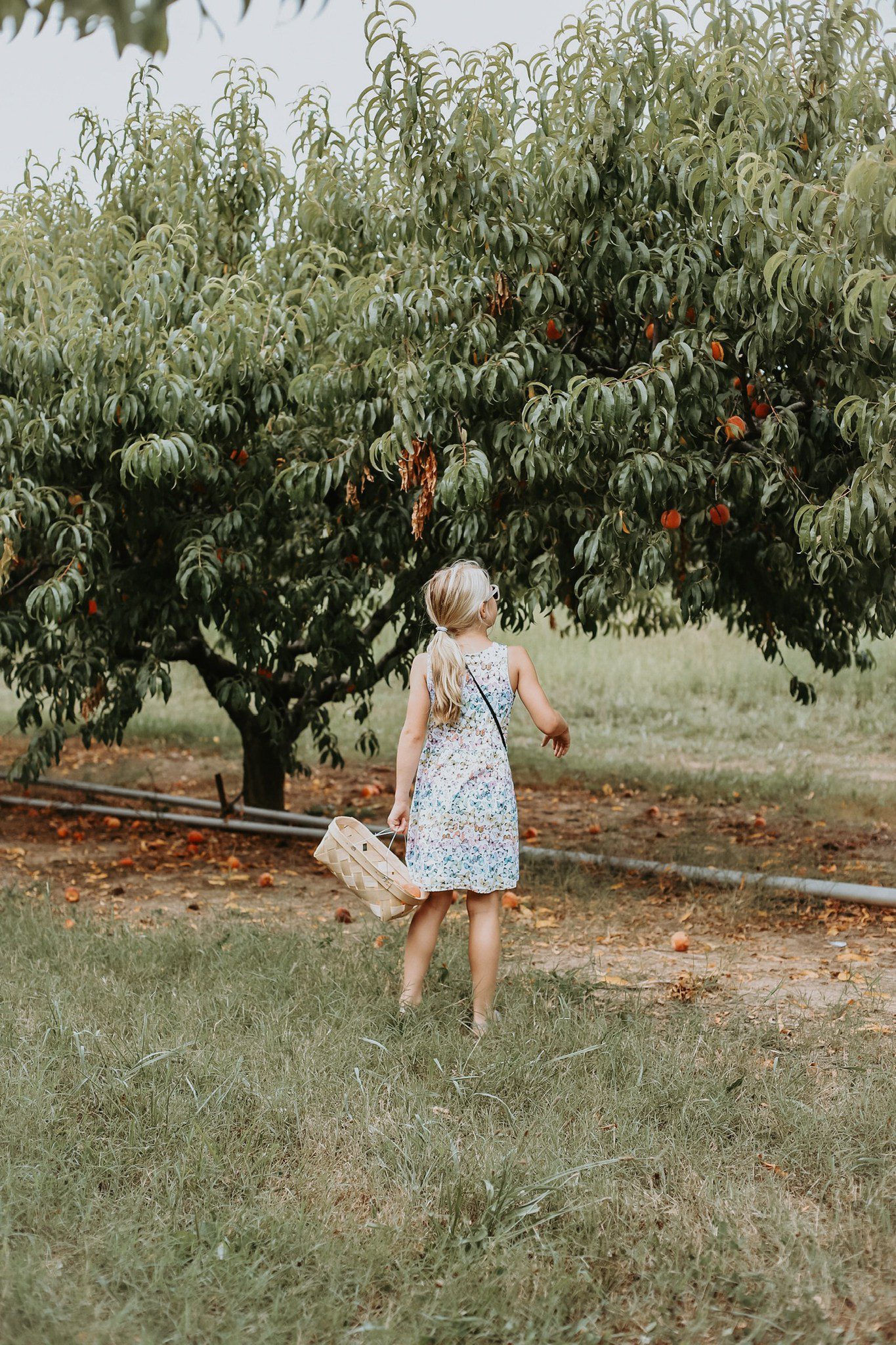 Pick-Your-Own Peaches at Scott’s Orchard