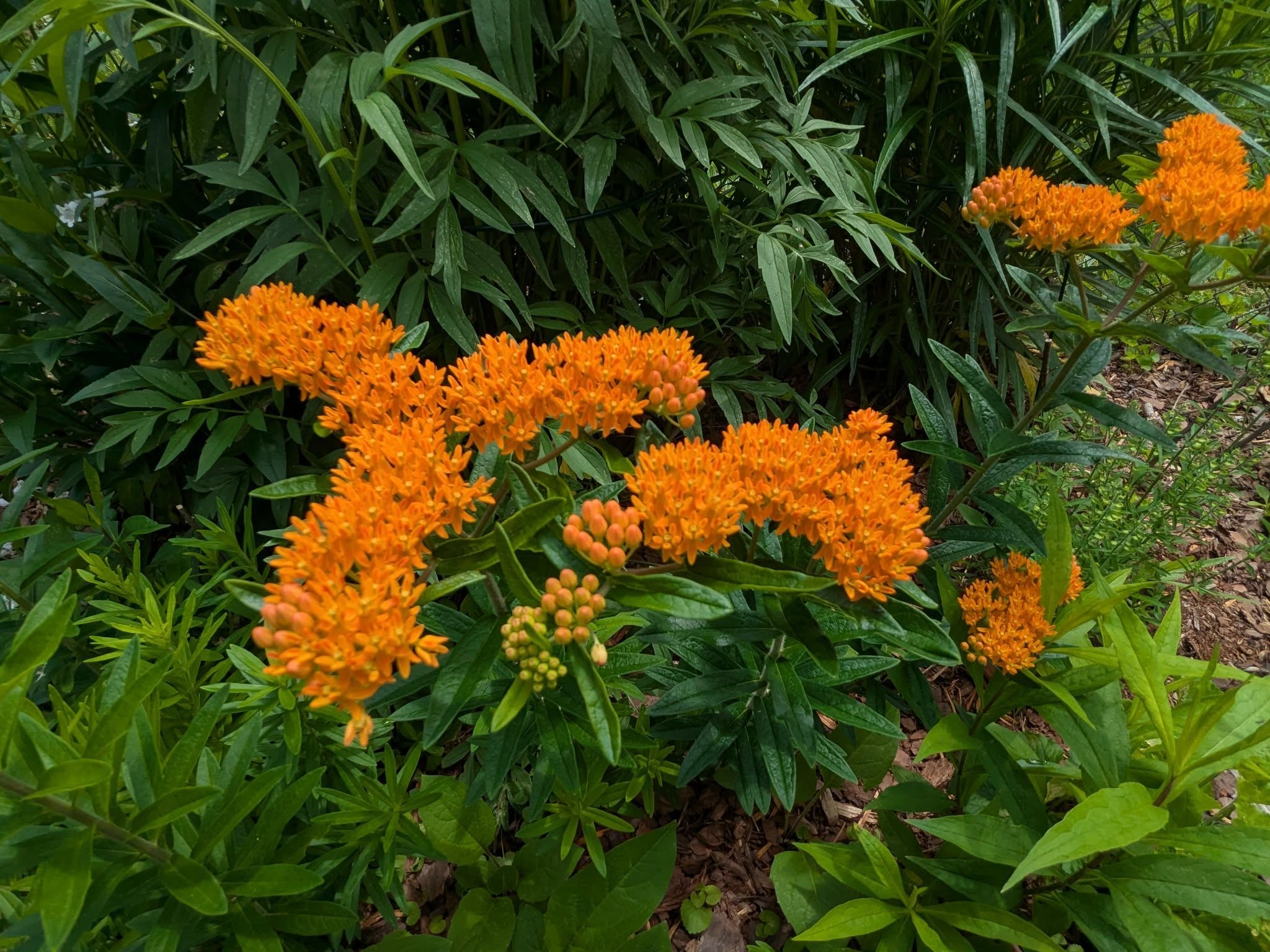 Native Plant Swap & Share