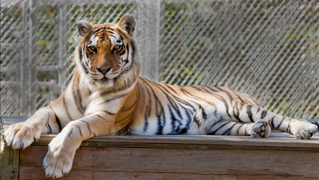 Tigers for Tomorrow a Great Road Trip from the Rocket City