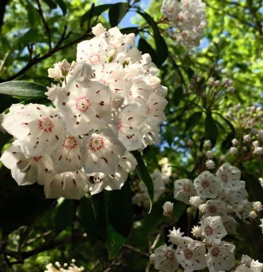 4th Annual Mountain Laurel Arts & Music Festival (Pisgah)