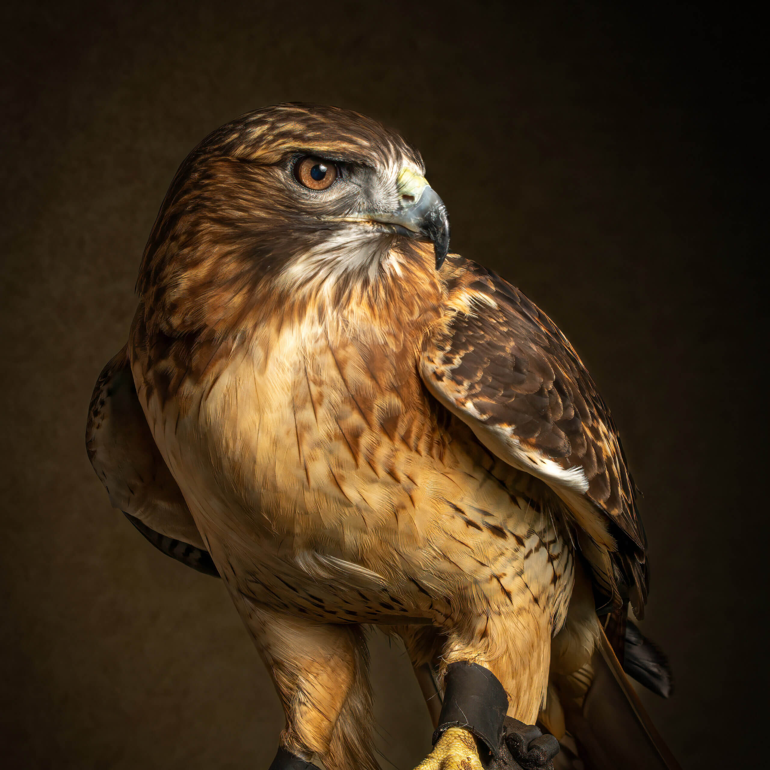 Soar & Explore: Discovering the World of Raptors