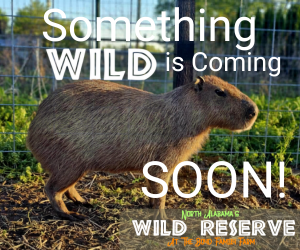 Wild Reserve