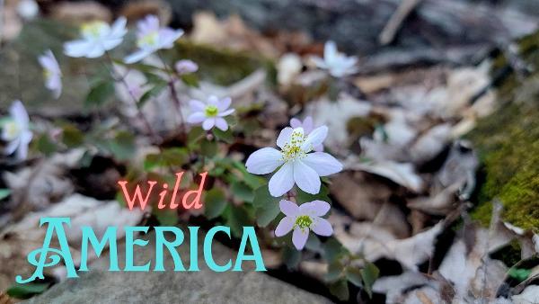 Wild America: Exploring the Southeast Through Bartram’s Eyes